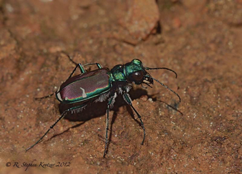 Cicindela splendida